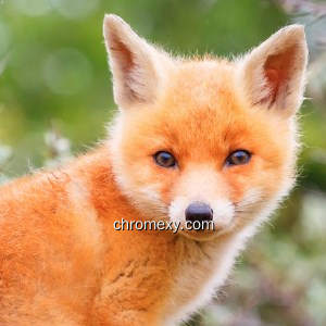 My Fox – Cute Foxes HD Wallpapers My Fox – Cute Foxes HD Wallpapers