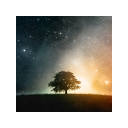 Lone Tree