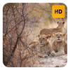 Lions Wallpaper HD New Tab Theme