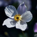Anemone Flower HD Wallpapers Anemone Flower HD Wallpapers
