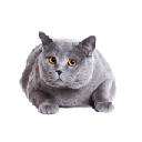 Cats New Tab Cats New Tab