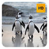Penguins Wallpaper HD New Tab Theme