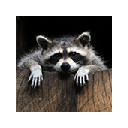 Raccoons Wallpapers FullHD Raccoon New Tab