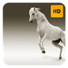 White Horse Wallpaper HD New Tab Theme©