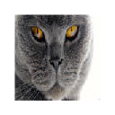 Cat British Shorthairs Themes & New Tab