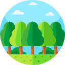 Forest Wallpapers
