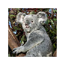 Koala Bear Wallpapers NewTab Theme