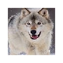 Wolf Wallpapers HD New Tab Theme