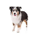 ShepherdWallpapersNewTabTheme