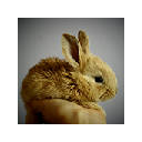 Cute Bunny Rabbit Wallpapers Theme New Tab