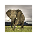 Elephant New Tab & Wallpapers Collection Elephant New Tab & Wallpapers Collection