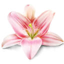Flowers Backgrounds & New Tab