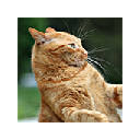 Cats Wallpapers Cats New Tab HD