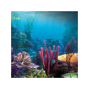 Coral Reef