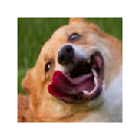 Corgi Fun Time Corgi Fun Time