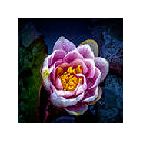 Wate Lily Wallpapers Theme New Tab