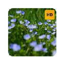 Wild Flowers Wallpaper HD New Tab Theme© Wild Flowers Wallpaper HD New Tab Theme©