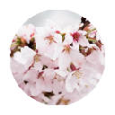 樱花 热门花卉 高清壁纸 新标签页 主题 樱花 热门花卉 高清壁纸 新标签页 主题