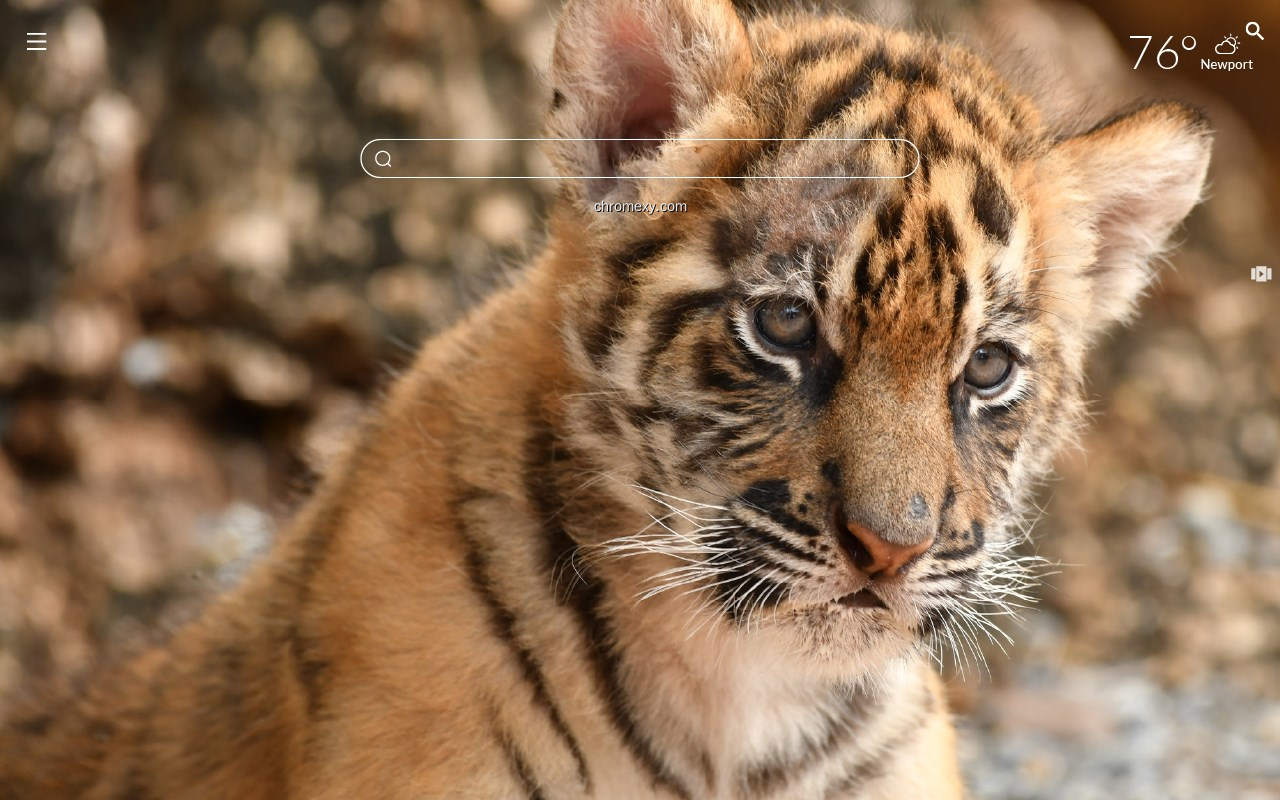 【图】Baby Tigers HD Wallpaper New Tab(截图2)