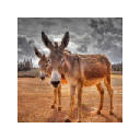 Donkey New Tab & Wallpapers Collection