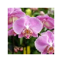 Orchids Wallpapers New Tab Theme