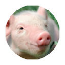 小猪 热门动物 高清壁纸 新标签页 主题