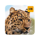 Snow Leopard Wallpaper HD New Tab Theme