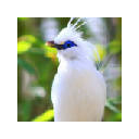 Birds New Tab & Wallpapers Collection