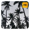 Palm Trees Wallpaper HD New Tab Theme