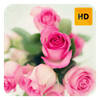 Pink Roses Wallpaper HD New Tab Theme