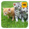 Kittens Wallpaper HD New Tab Theme