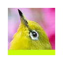 Japanese Bird & Cherry Blossom