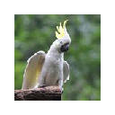 Cockatoo – New Tab in HD