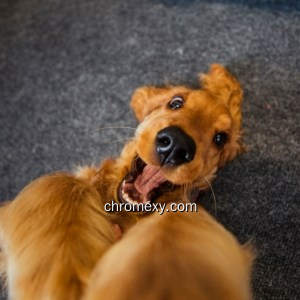 Cocker Spaniel Play Cocker Spaniel Play