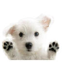 Lovely Dogs Lovely Dogs