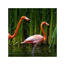 Flamingo Wallpapers HD Theme