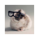 Guinea Pigs Tab