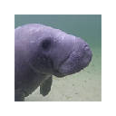 Manatee Wallpapers HD Theme