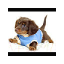 Baby Animals Wallpapers Baby Animals New Tab