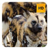 Wild Dog Wallpaper HD New Tab Theme© Wild Dog Wallpaper HD New Tab Theme©