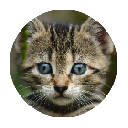 可爱的小猫咪 新标签页 壁纸收藏 可爱的小猫咪 新标签页 壁纸收藏