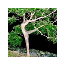 Trees Picture