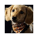 Dogs Wallpapers HD New Tab