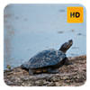 Turtles Wallpaper HD New Tab Theme©