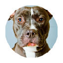 比特犬 高清壁纸 新标签页 热门宠物 主题