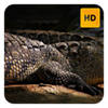 Crocodile Wallpaper HD New Tab Theme
