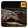 Crocodile Wallpaper HD New Tab Theme Crocodile Wallpaper HD New Tab Theme
