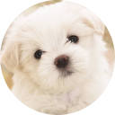 Cute Dogs & Puppies Wallpaper New Tab