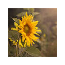 Yellow Flowers Wallpapers New Tab|GreaTab Yellow Flowers Wallpapers New Tab|GreaTab