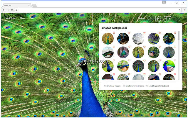 【图】Peacock Backgrounds HD Custom Peafowl New Tab(截图1)